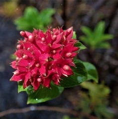 Carphalea