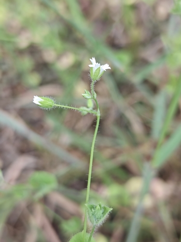 Drymaria villosa (Drymaria villosa)