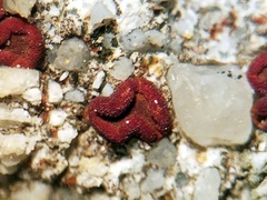 Rufoplaca arenaria