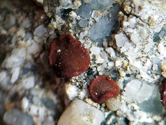 Rufoplaca arenaria