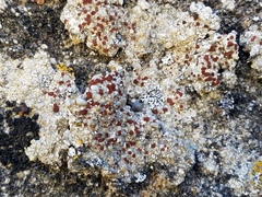 Rufoplaca arenaria