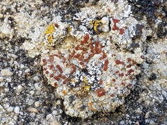 Rufoplaca arenaria