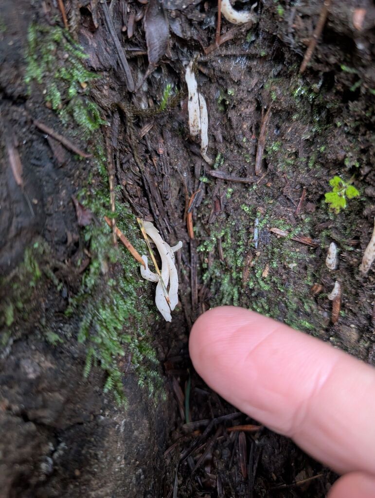 Clavulina sp. 'rugosa-PNW03'