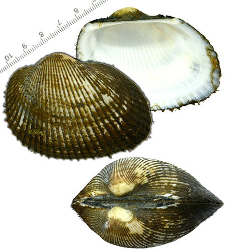 Broughton's Blood Cockle