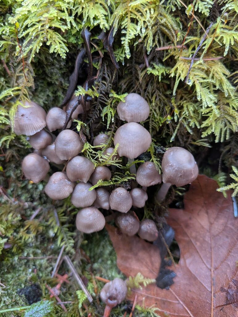 Mycena sp. 'maculata-IN01' · November 2025 · photo: © michaelshan (iNaturalist, cc-by-nc)