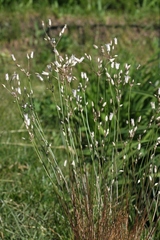 Allium setifolium