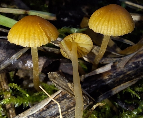 Galerina graminea — (c) yellowplant, some rights reserved (CC BY)