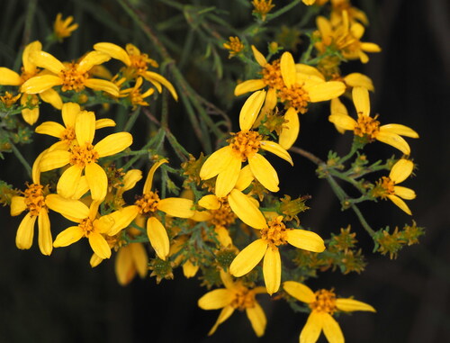 Bidens menziesii observed 2025-11-23