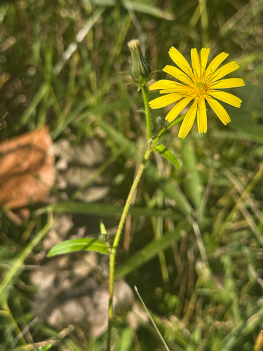 Japanese oxtongue (Picris japonica)