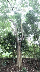 Cratoxylum cochinchinense