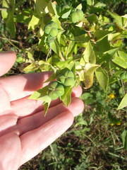 Euphorbia lathyris