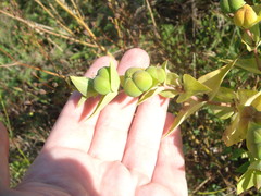 Euphorbia lathyris