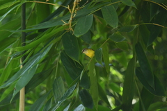Abroscopus superciliaris