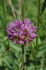 Allium sewerzowii