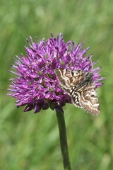Allium sewerzowii
