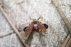 Penthicodes atomaria