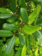 Xylocarpus moluccensis