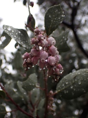 Arctostaphylos viscida viscida
