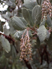 Arctostaphylos viscida viscida