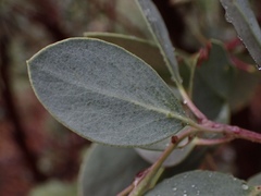 Arctostaphylos viscida viscida