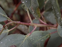 Arctostaphylos viscida viscida