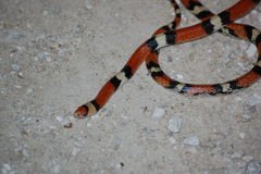 Cemophora coccinea coccinea