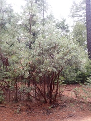 Arctostaphylos viscida viscida