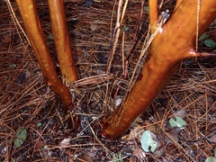 Arctostaphylos viscida viscida