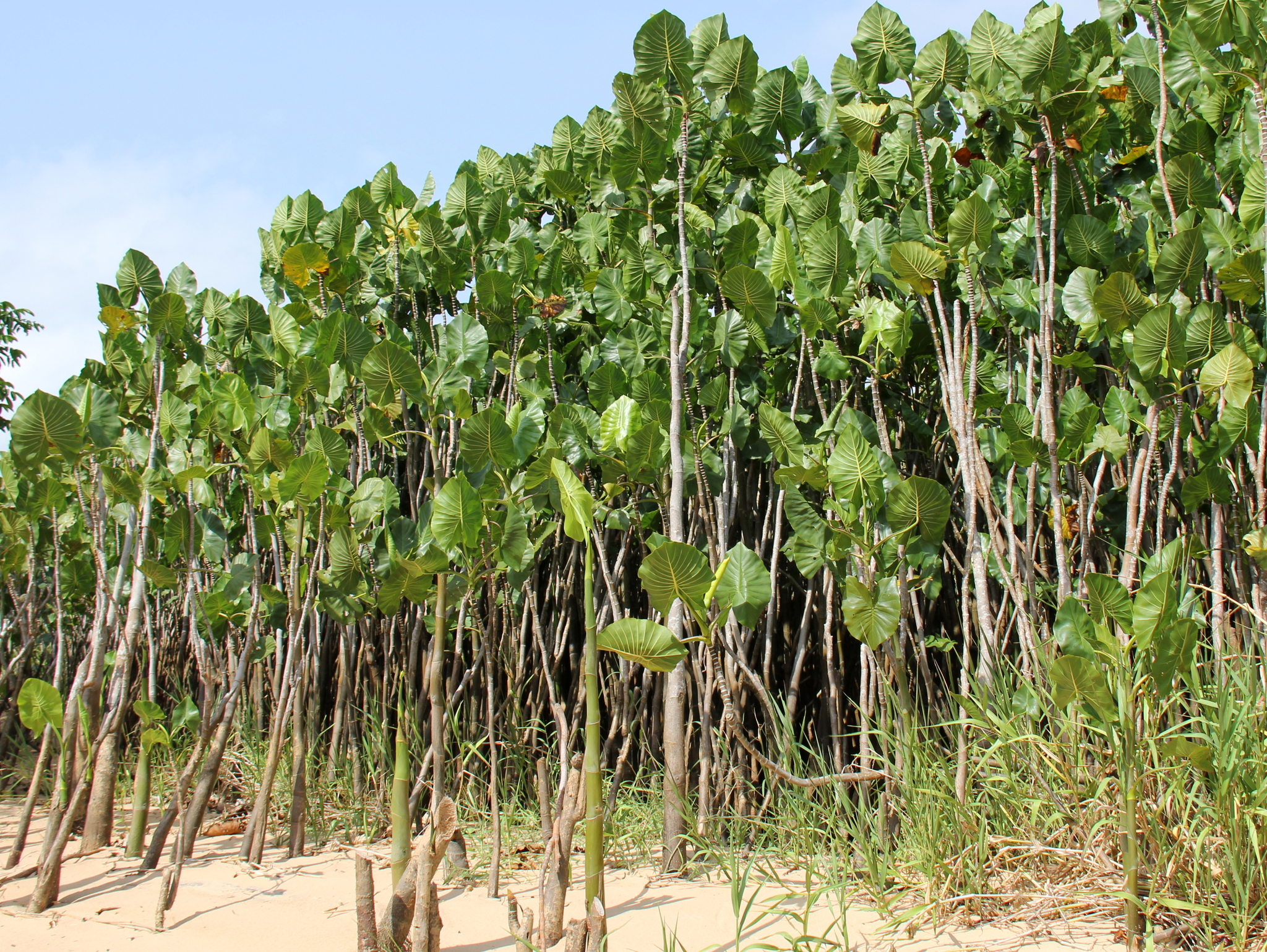 Montrichardia linifera