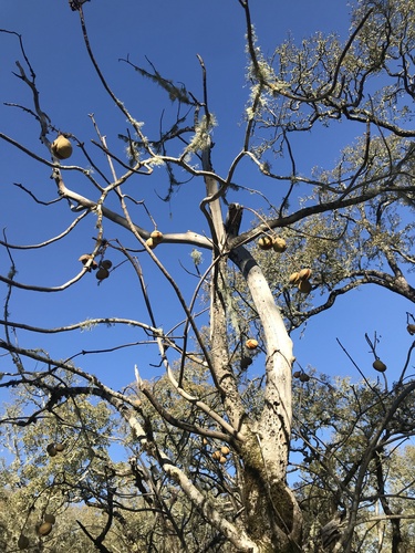 California Buckeye winter