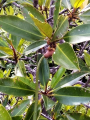 Rhizophora apiculata