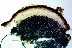 Sarcogyne similis