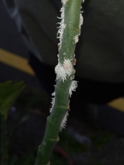 Icerya aegyptiaca