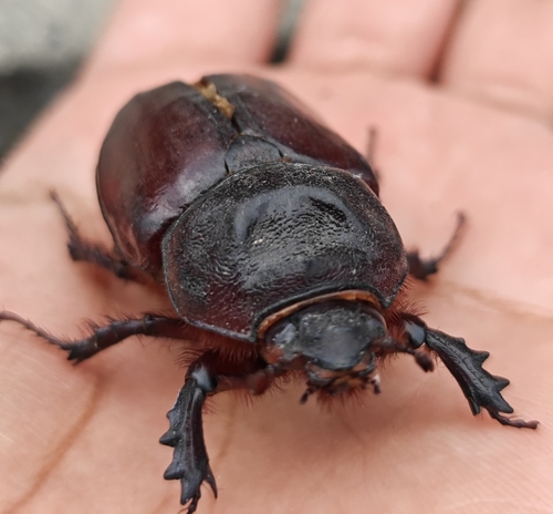 Ox beetle