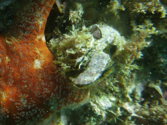 Malleus