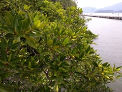 Rhizophora apiculata