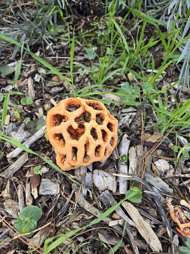 Clathrus ruber · December 2025 · photo: © nononoah (iNaturalist, cc-by)