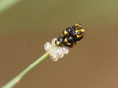 Aplerotus maculatus