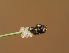 Aplerotus maculatus