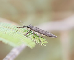 Rhinotia phoenicoptera
