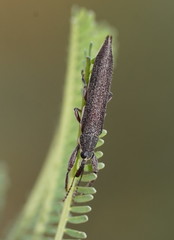 Rhinotia phoenicoptera