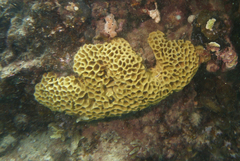 Holopsamma laminaefavosa