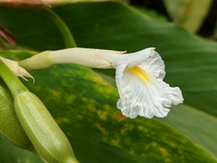 Alpinia arctiflora