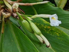 Alpinia arctiflora