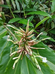 Alpinia arctiflora