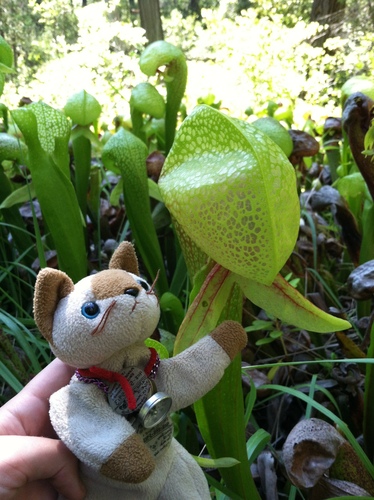 Darlingtonia californica