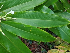 Alpinia arctiflora