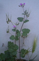 Erodium malacoides