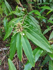 Alpinia arctiflora