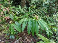Alpinia arctiflora